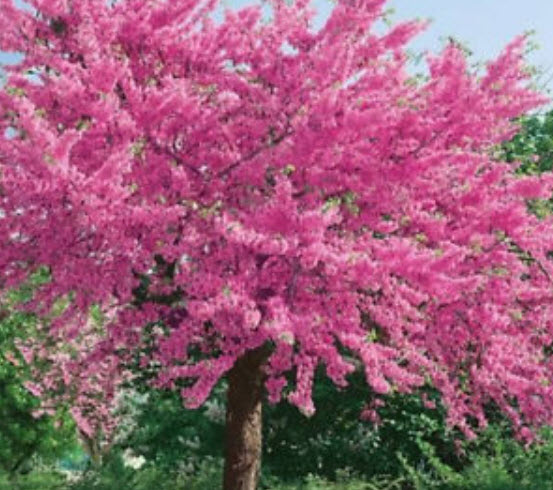 เรดบัด หรือหงษ์ฟู่ (Redbud / Cercis Chinensis) / 25 เม็ด (นอก)