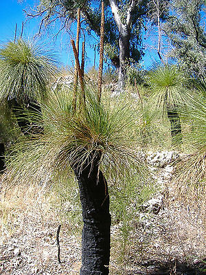 หญ้าออสเตรเลีย (Australian grass) / 10 เม็ด (Australia)