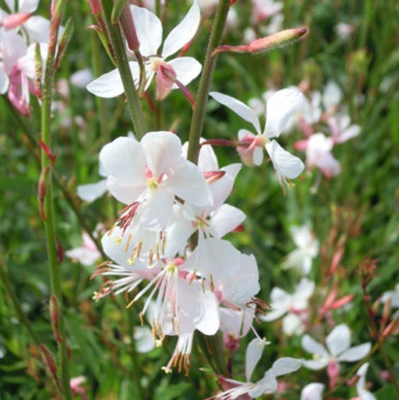 หญ้าฟรุ้งฟริ้ง สีขาว (Gaura lindheimeri - The Bride) / 20 เม็ด (UK)