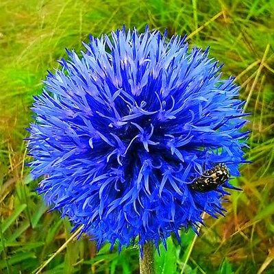 โกลบ ธิสเซิล (Globe Thistle) สีฟ้า / 70 เม็ด (China)
