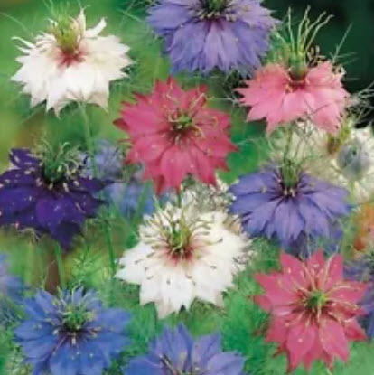 รักในสายหมอก (Love in a Mist) สีม่วง / 350 เม็ด (Australia)