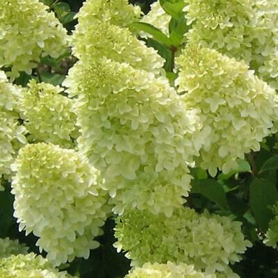 ไฮเดรนเยีย (Hydrangea) วานิลลา-สตรอเบอรี่ / 20 เม็ด