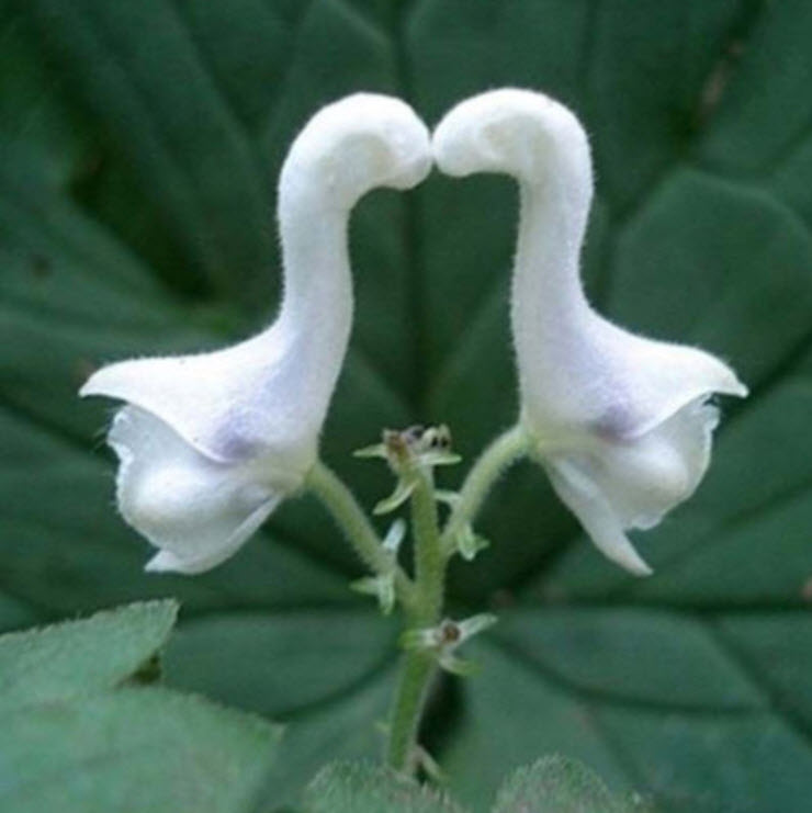 ดอกไม้ขาว คล้ายหงส์ (Swan flower) / 200 เม็ด