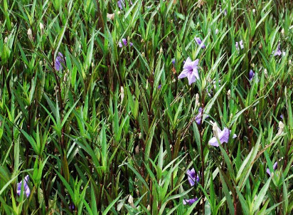 ต้นต้อยติ่งฝรั่ง สีม่วง ถุงดำ สูง 25-40 ซ.ม. / ต้น