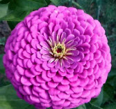 บานชื่น (Zinnia Elegant) คละสี / ชุดใหญ่ 8 สี(ซอง) (Ukraine)
