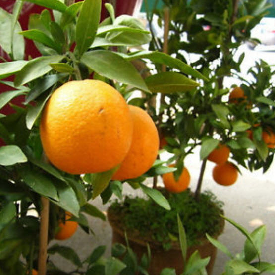ส้มแมนดาริน (Mandarin orange) / 50 เม็ด