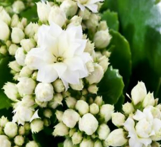 เมล็ดกุหลาบหิน (Kalanchoe) สีขาว / 50 เม็ด (นอก)