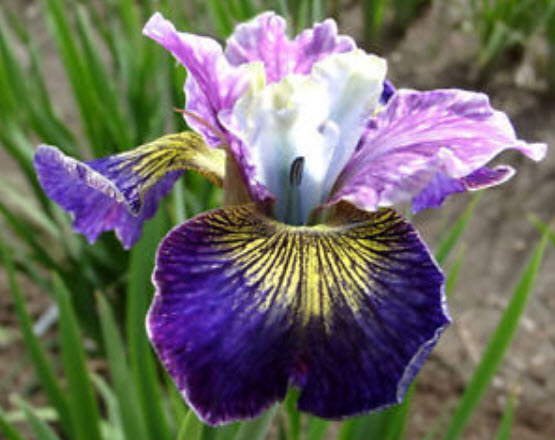 ไอริส (Iris) สีม่วง / 20 เม็ด