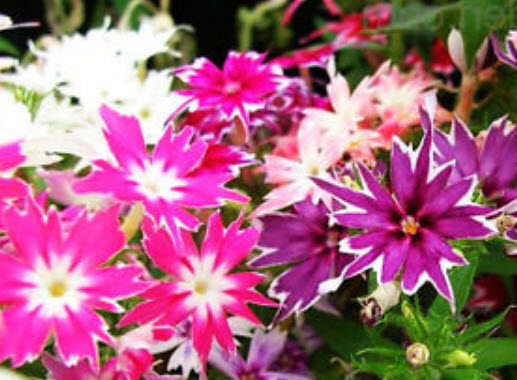 ฟลอกซ์ดาว (Phlox Twinkle Star) คละ / 600 เม็ด (UK)