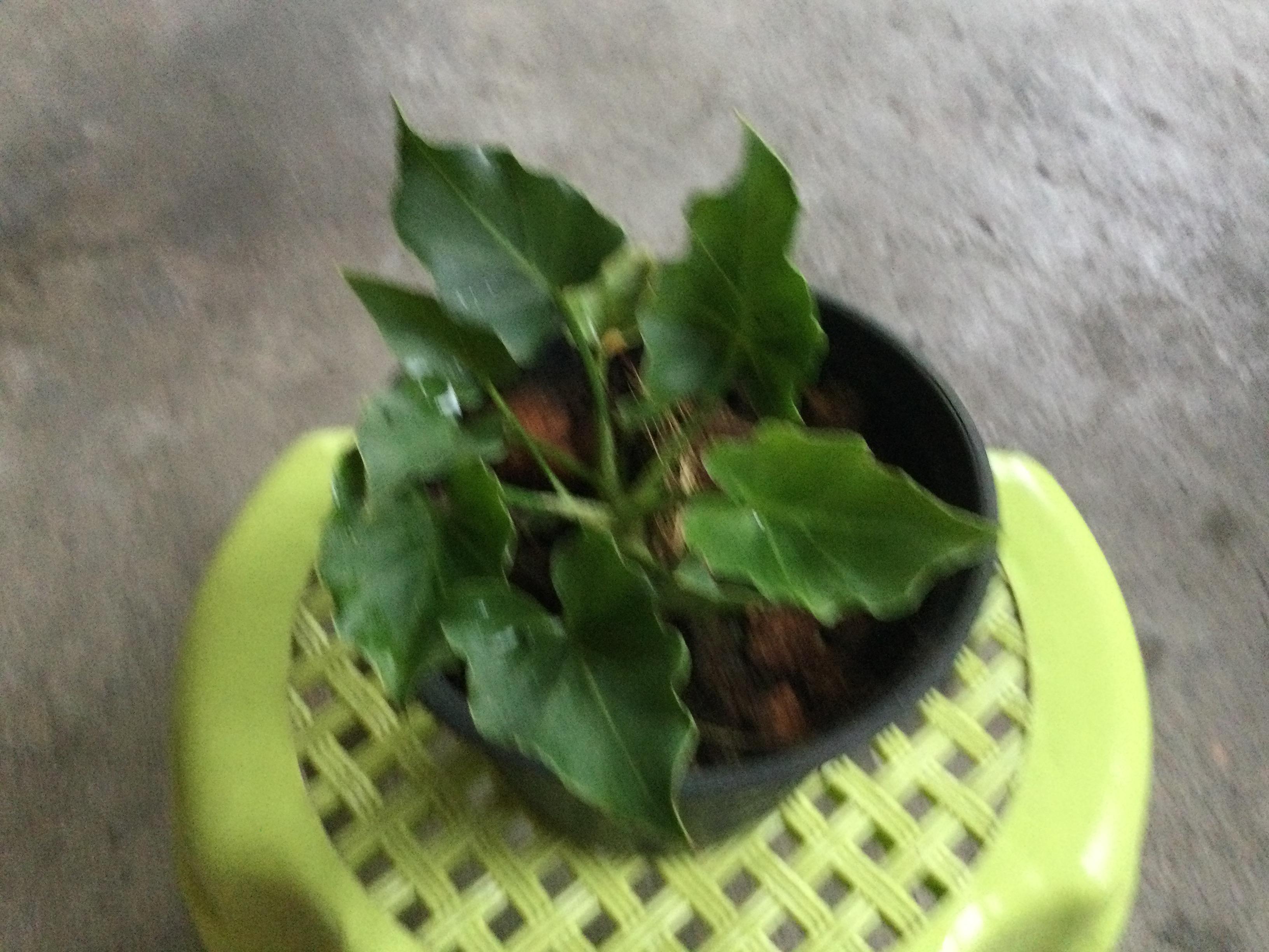 ต้นฟิโลใบมะละกอ (Philodendron selloum) กระถาง 8 นิ้ว