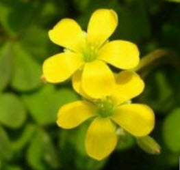 โคลเวอร์ (Clover) สีเหลือง / 100 เม็ด