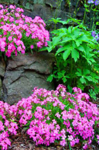 แคทฟลายร์ - ไทรอัมพ์ (Nodding Catchfly - Triumph) / 400 เม็ด (UK)