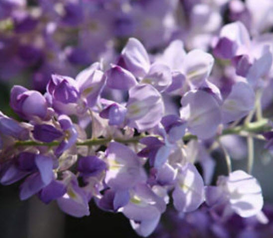 วิสทีเรีย (Wisteria) คละโทนสีม่วง / 10 เม็ด