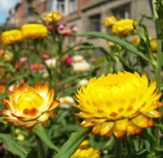 ดอกกระดาษ / บานไม่รู้โรยฝรั่ง (Straw Flower) / ซอง 50 เม็ด (A073)