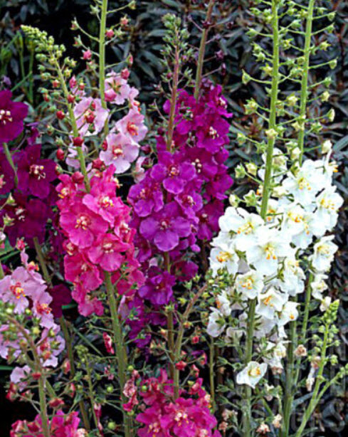 มัลเลน (Mullein / Verbascum) คละ / 3,000 เม็ด (UK)*