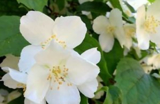 พุดซ้อน (Cape jasmine) สีขาว / 25 เม็ด (นอก)