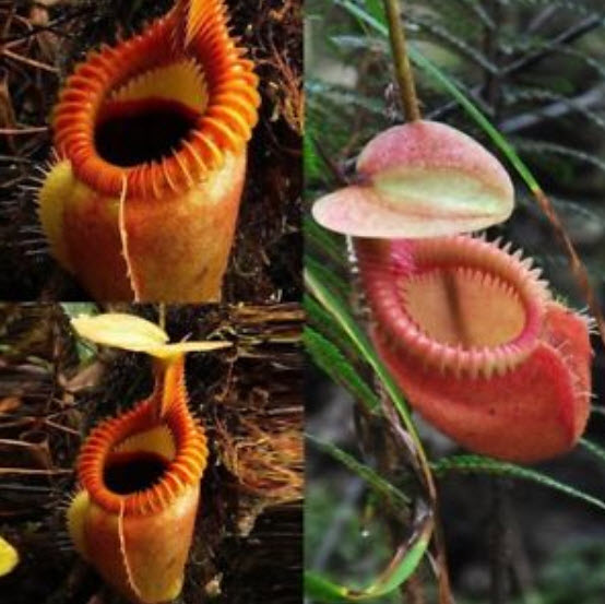 หม้อข้าวหม้อแกงลิง / 120 เม็ด