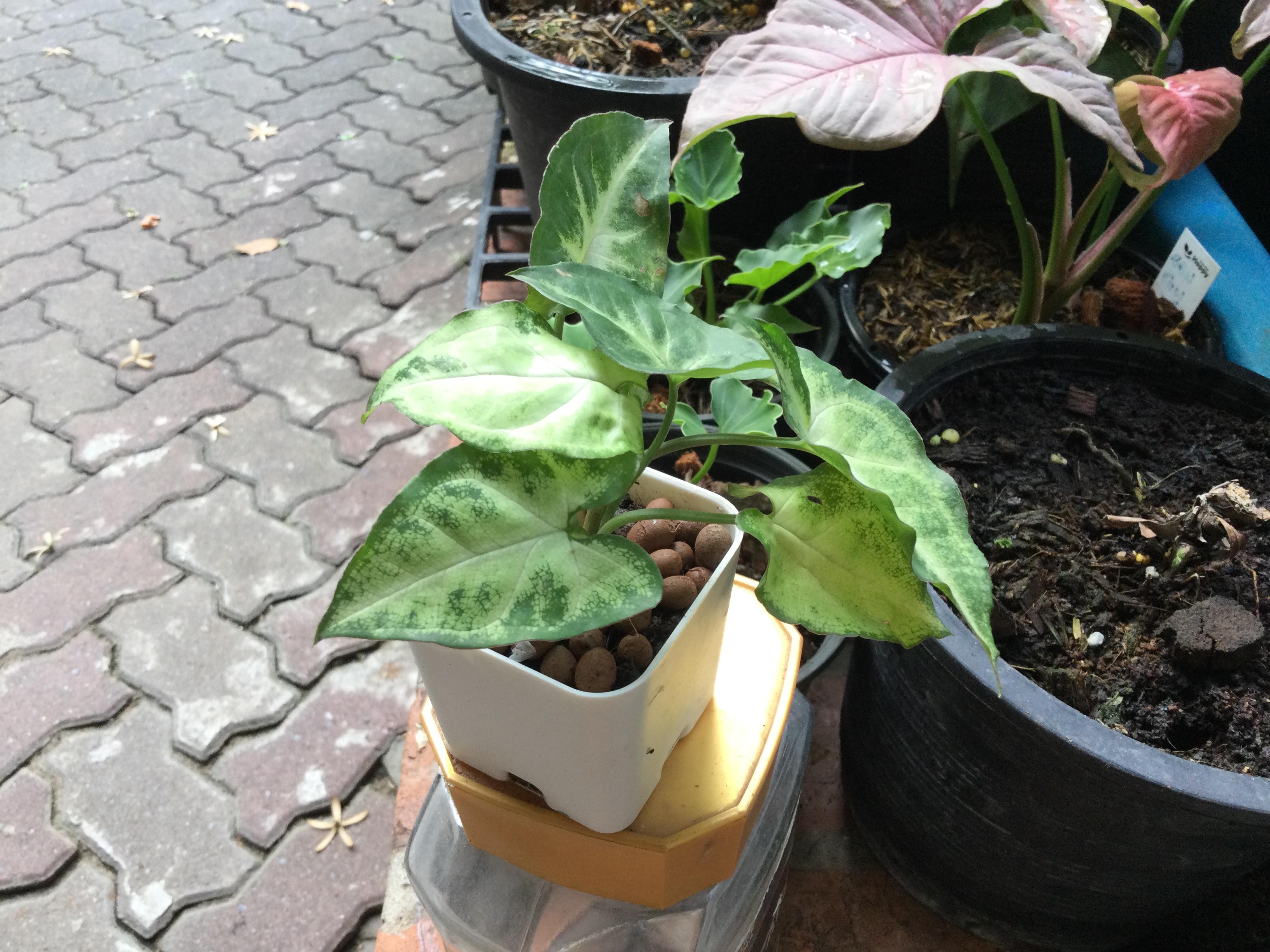 ต้นเงินไหลมาแคระ กระถางสี่เหลี่ยม 2 นิ้ว