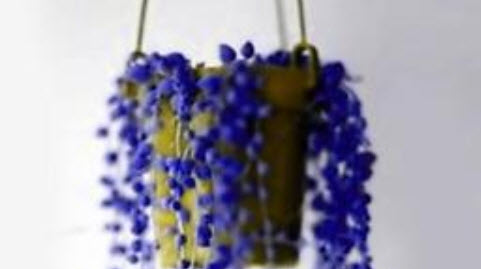 เพิร์ล คลอโรฟีทัม (Pearl Chlorophytum) สีน้ำเงิน / 50 เม็ด