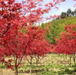 ต้นเมเปิ้ลญี่ปุ่น (Japanese maple) แดง / 20 เม็ด (นอก)