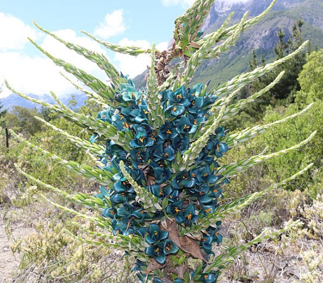 พูย่า ชิเลนซิส (Puya chilensis) / 10 เม็ด (France) *
