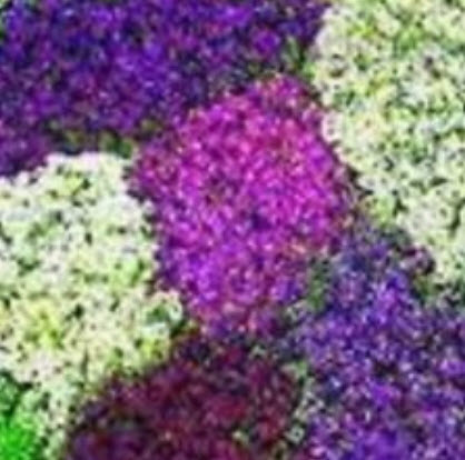 ไลแลค (Lilac) คละ / 30 เม็ด (นอก)