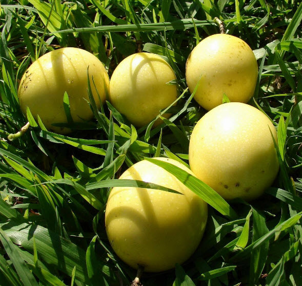 เสาวรส (Passion fruit) ผลสีเหลือง / 300 เม็ด (P2S)