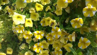 คาลิบราโคว์ - คาบลูม (Calibrachoa - Kabloom) คละ / 100 เม็ด