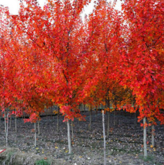 เมเปิ้ลญี่ปุ่น (Japanese Maple) สีแดง / 30 เม็ด
