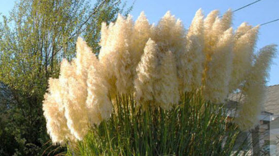 หญ้าภูเขา (Pampas grass) สีขาว / 200 เม็ด (UK)
