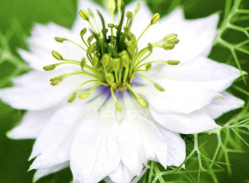 รักในสายหมอก สีขาว (Love In A Mist - African Bride) / 1,100 เม็ด (UK)