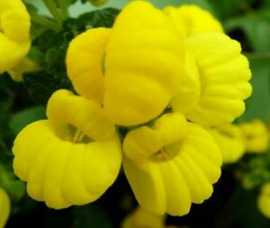 ดอกลิ้นมังกร (Snapdragon) ดอกใหญ่ สีเหลือง ต้นสูง / 2,000 เม็ด (Ukraine)