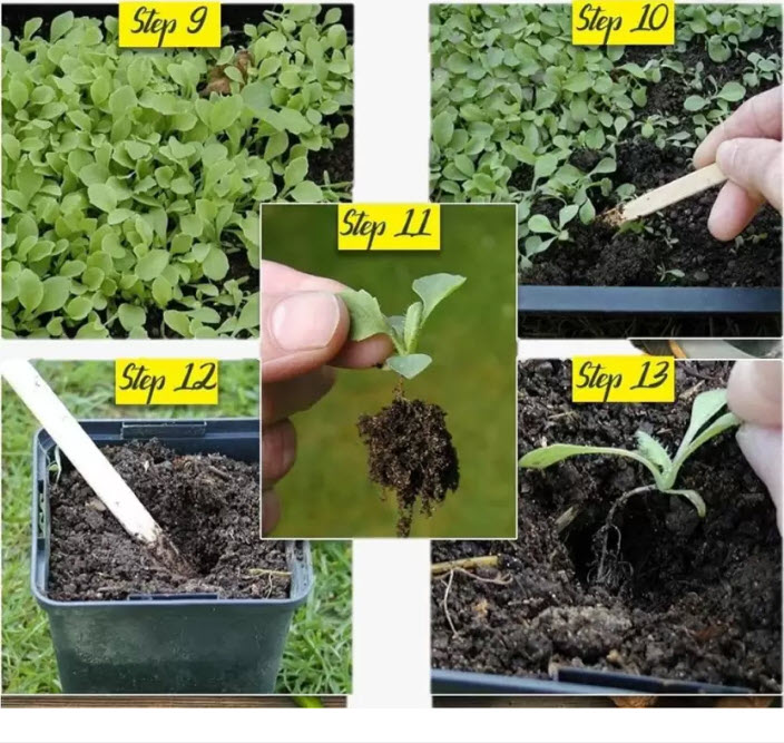 บลูบอนเน็ต / เท็กซัส บลูบอนเน็ต (Blue Bonnet) / 100 เม็ด (USA)