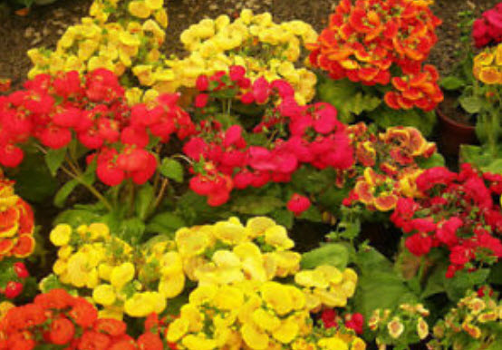คาลซีโอลาเรีย (Calceolaria) คละ / ซอง 30 เม็ด (A150)