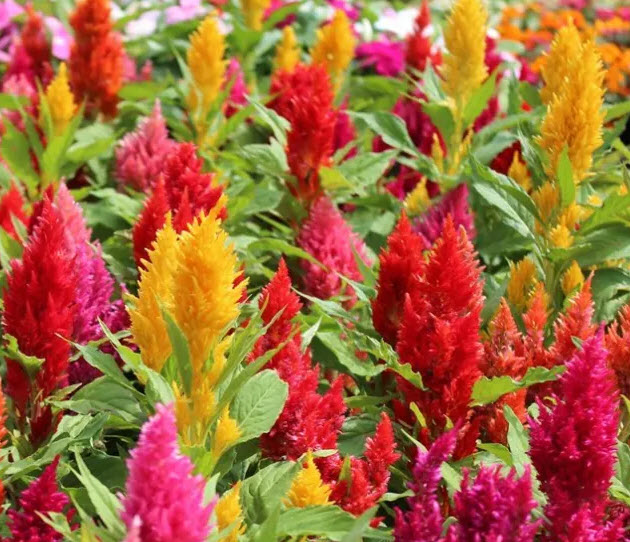 สร้อยไก่ (Celosia / Celosia argentea) คละ / 250 เม็ด (P2S)