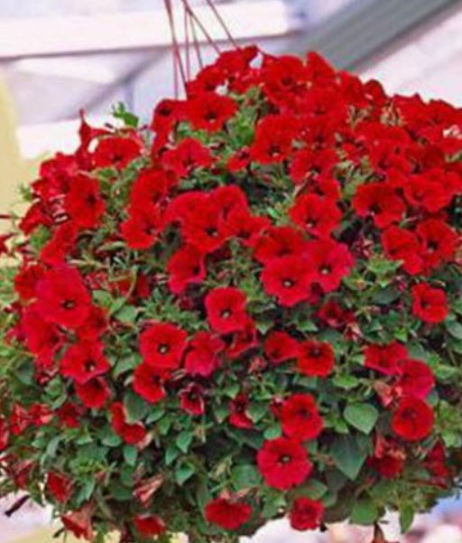พิทูเนียเลื้อย (Trailing Petunia) แดง / 5,000 เม็ด (Serbia)