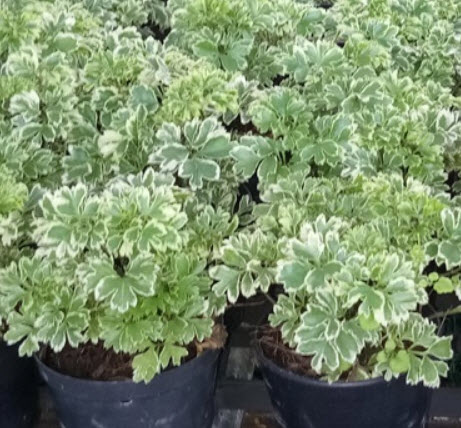 ต้นเล็บครุฑแคระ หรือเล็บครุฑหนู กระถาง 8 นิ้ว สูง 10-20 ซ.ม.