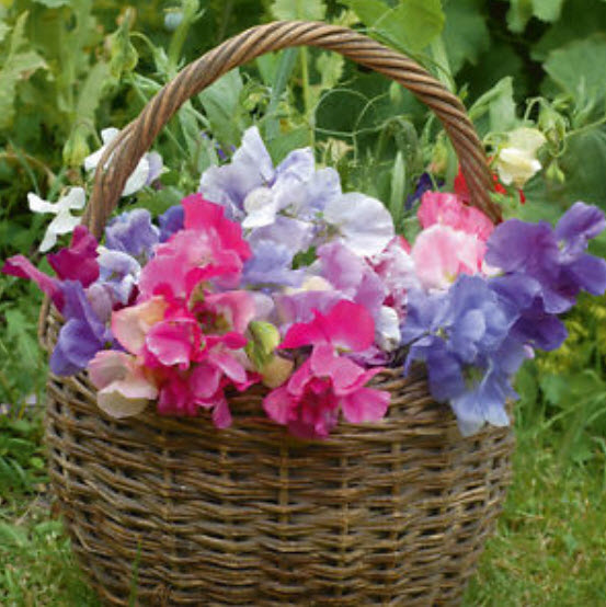 สวีทพี รอยัล แฟมิลี่ (Sweet Pea Royal Family) คละ / 25 เม็ด (USA)