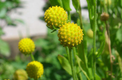 สนีซหวีดสับปะรด (Pineapple Sneezeweed / Helinium) / 400 เม็ด (Ukraine)