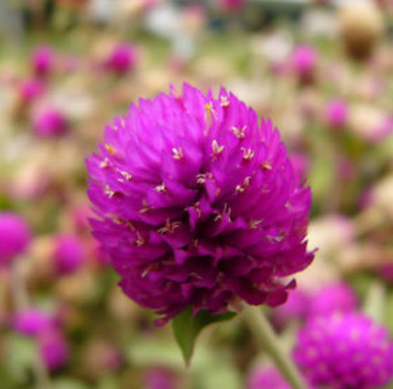 บานไม่รู้โรย (Globe Amaranth) / 50 เม็ด (นอก)