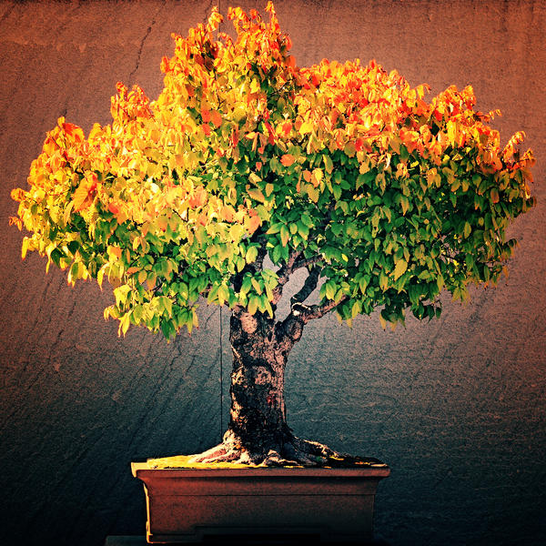เซลโควาญี่ปุ่น (Zelkova Japanese) บอนไซ / 5 เม็ด (Poland)