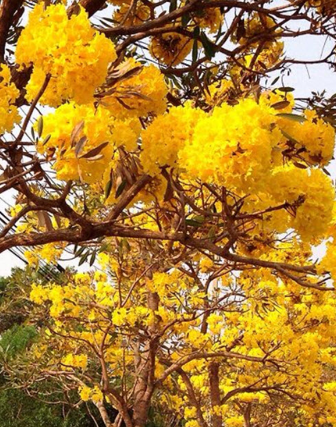 เหลืองสิรินธร/เหลืองปรีดียาธร / 20 เม็ด