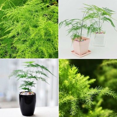 โปร่งฟ้า (Setose Asparagus) / 50 เม็ด (นอก)