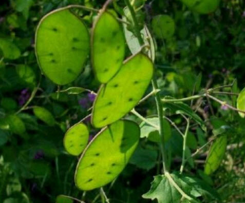 ซิลเวอร์ ดอลล่าร์ แพล้นท์ (Silver Dollar Plant) / 30 เม็ด (France)*