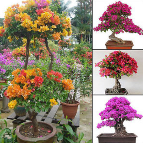 เฟื่องฟ้า (Bougainvillea) คละสี / 100 เม็ด (China)