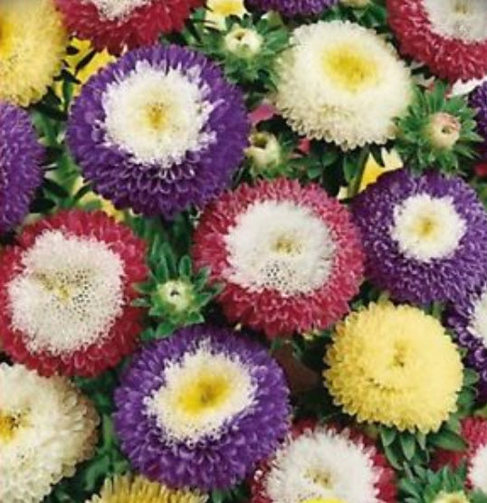 แอสเตอร์ พอมพอนน่า (Aster Pomponna) คละ / 100 เม็ด (Ukraine)