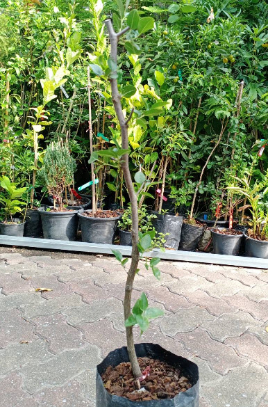 ต้น พุทราจีน สายพันธุ์ลูกรี ต้นเสียบยอด สูง 70-90 ซ.ม. ต้นไม้นำเข้าจากจีน