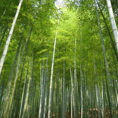 ไผ่โมโซ (Moso bamboo) / 50 เม็ด (นอก)