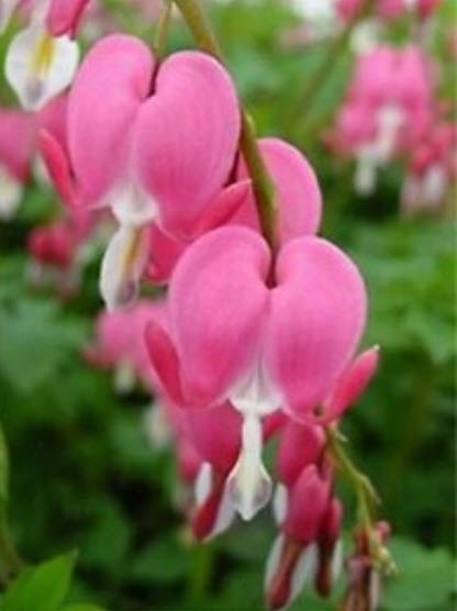 หทัยหยาดทิพย์ (Bleeding Heart) สีชมพู / 10 เม็ด
