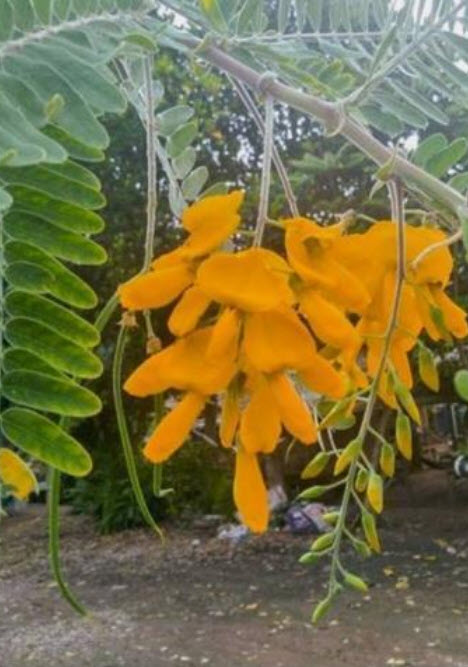 โสนดอกใหญ่ Sesbania กินได้ / 100 เม็ด